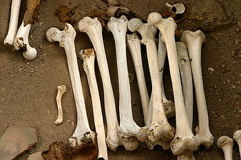 Leg bones