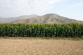 Corn field