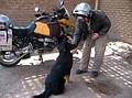 Guard Puppy