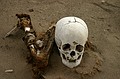 Bleached skull