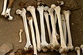 Leg bones
