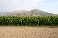 Corn field