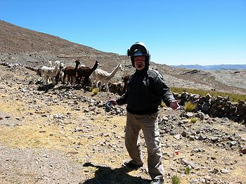 Ta Dah!!! Llamas!