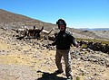 Ta Dah!!! Llamas!
