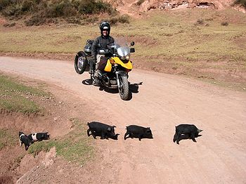 Piglet Parade