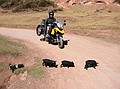 Piglet Parade