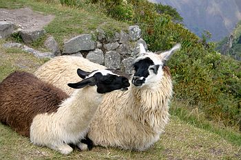 Kissing Llamas