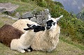 Kissing Llamas