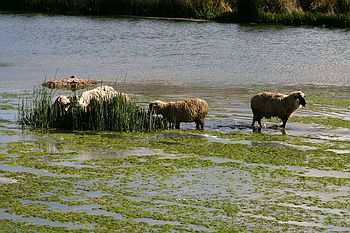 Sheep, walking on water.