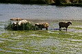 Sheep, walking on water.